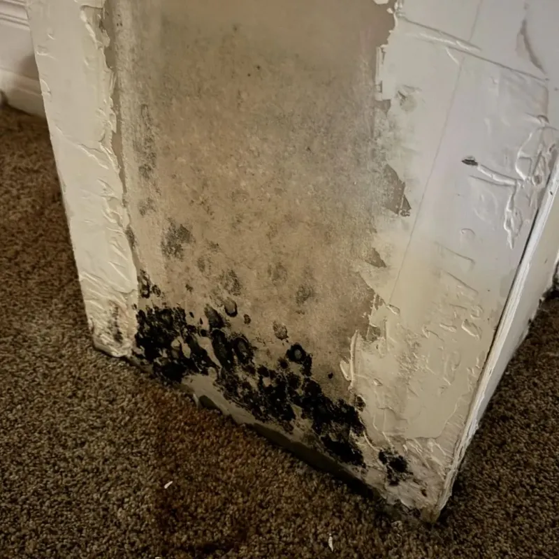 Professional Mold Removal in Salem, IL